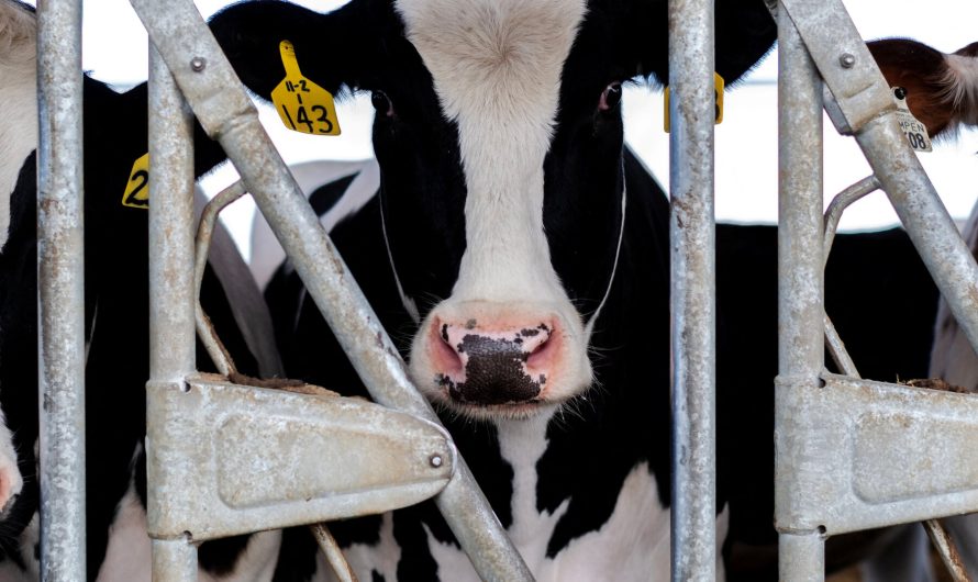 Scientists Fault Federal Response to Bird Flu Outbreaks on Dairy Farms