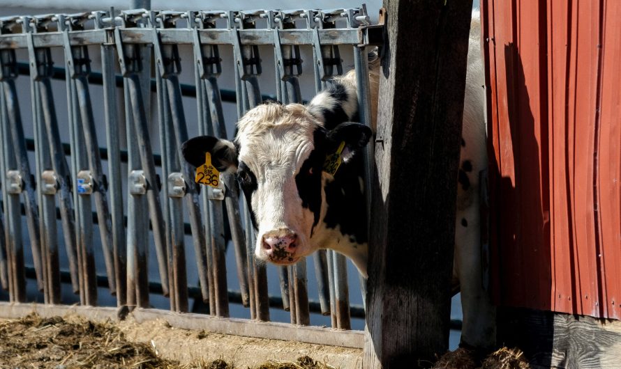 Bird Flu Outbreak in Cattle May Have Begun Months Earlier Than Thought