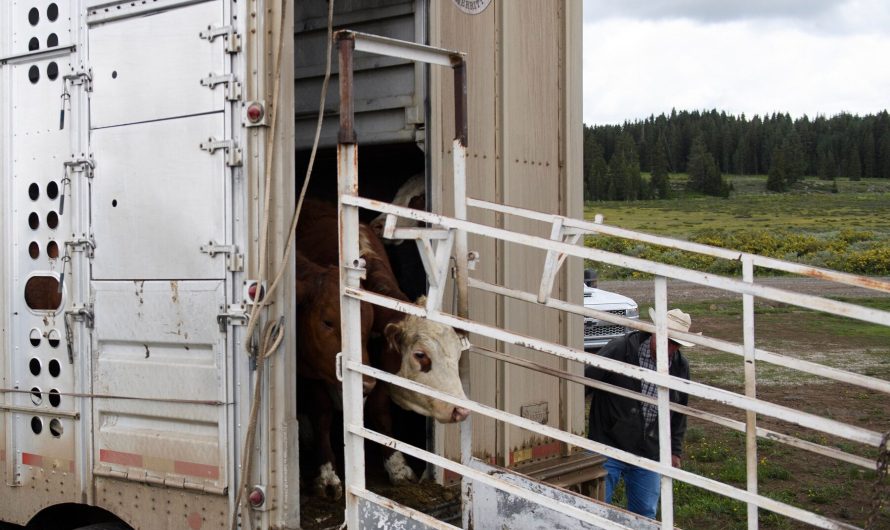 Dairy Cows Transported Between States Must Now Be Tested for Bird Flu