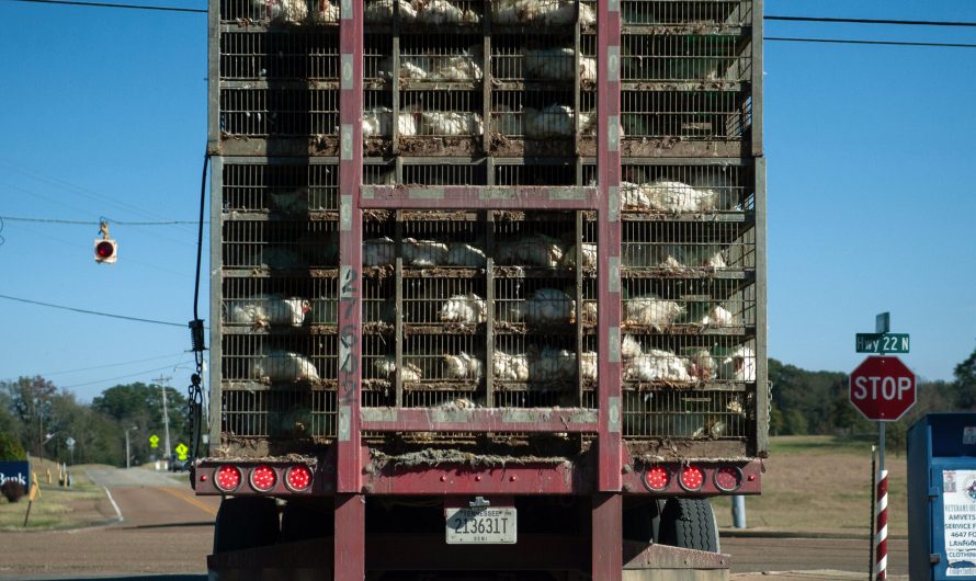 Farm Animals Are Hauled All Over the Country. So Are Their Pathogens.