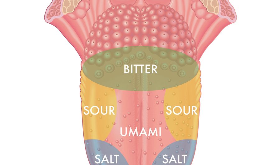 The Textbooks Were Wrong About That Map of the Tongue’s Taste Buds