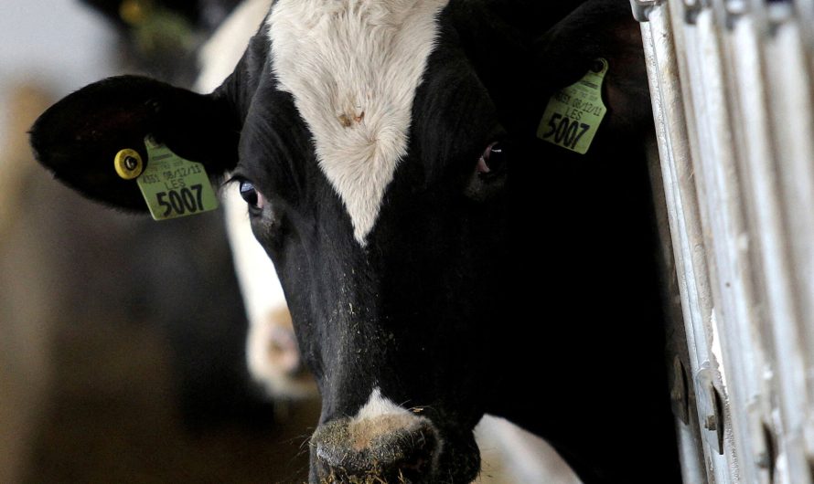 Beef Tissue from Sick Cow Tests Positive for Bird Flu Virus