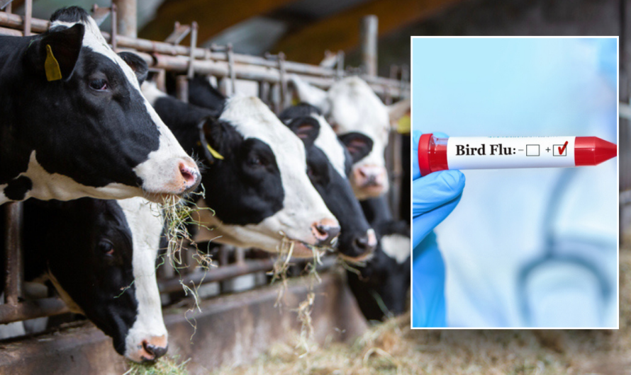 Second American contracts bird flu tied to dairy cows as CDC says risk of infection still low