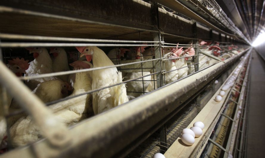 4.2M chickens will be killed after Iowa farm bird flu outbreak