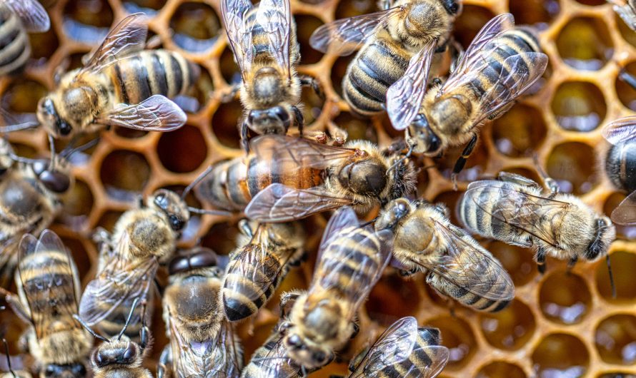 Canada is relying on queen bee imports. Why it’s a risky crutch