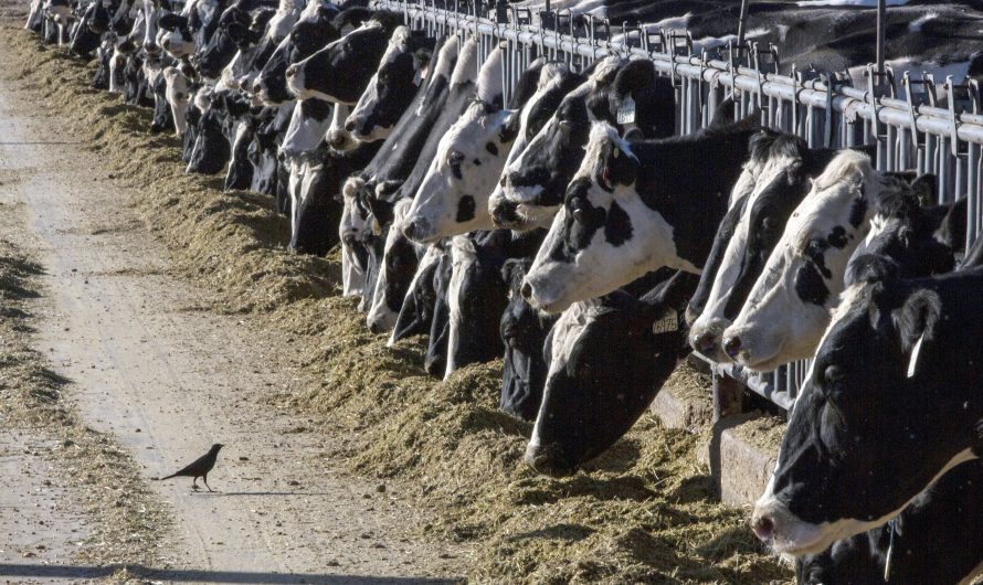 Bird flu: U.S. CDC to post wastewater data to better track spread in cattle