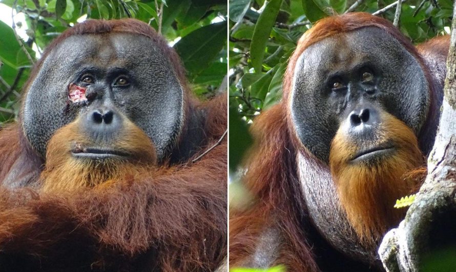 Orangutan in Indonesian rainforest treats own facial wound, say researchers: ‘Appeared intentional’