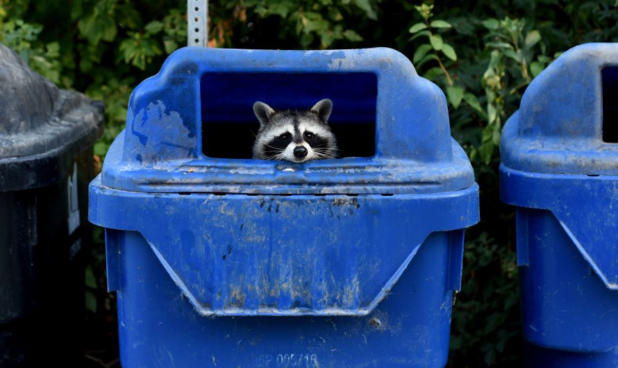 A ‘zombie’ virus is raging among raccoons. What to know