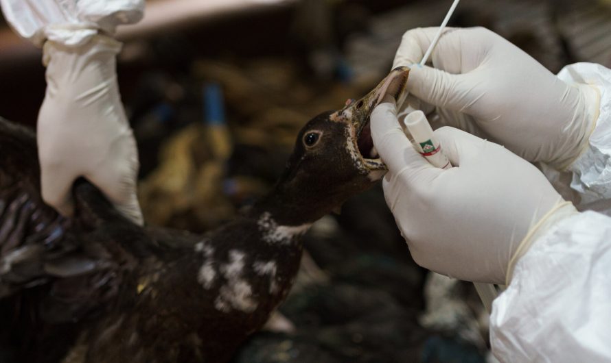 The Disease Detectives Trying to Keep the World Safe From Bird Flu