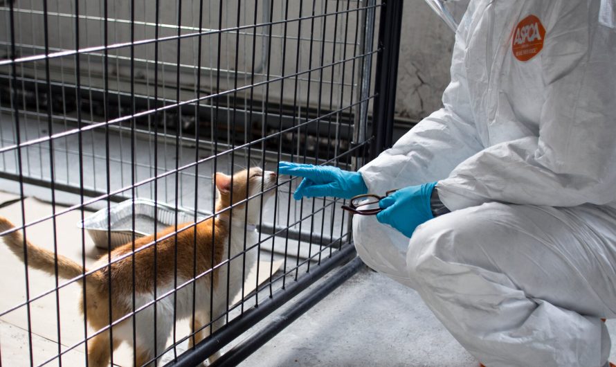 Bird Flu Is Infecting Cats (and the Occasional Dog). Here’s What to Know.