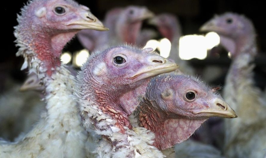 First-ever human death of bird flu strain H5N2 confirmed in Mexico: WHO