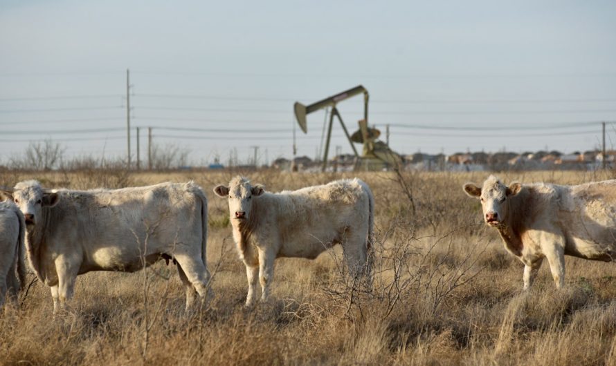 Bird flu-infected cows have died in 5 states as experts closely monitor the disease