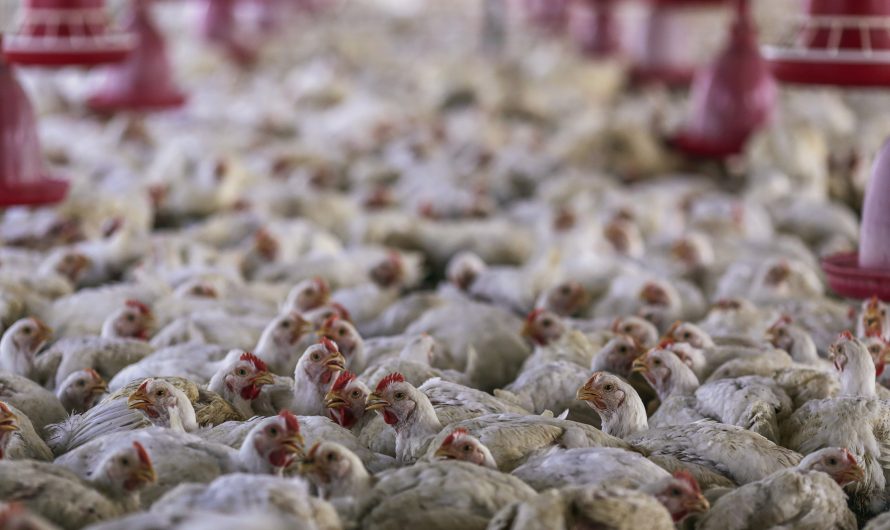 4-year-old child in India tests positive for bird flu, WHO confirms