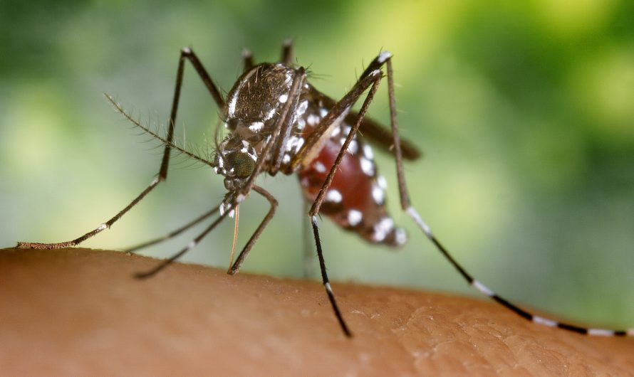 Dengue fever is on the rise in Europe. Should Canadian travellers worry?