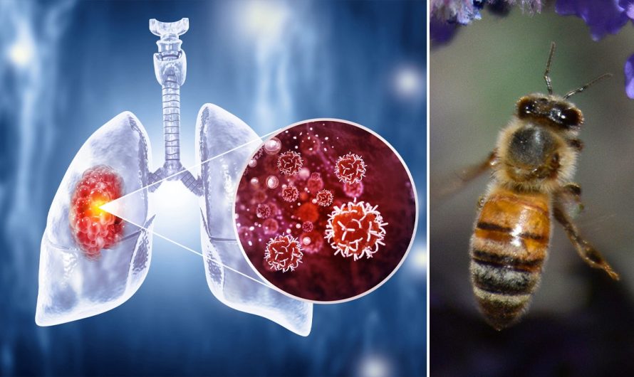 Honeybees can detect lung cancer, researchers say