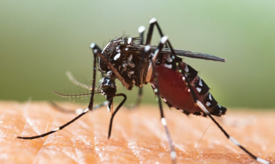 Tiger mosquitoes blamed for spread of dengue fever: ‘Most invasive species’